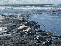 Four green sea turtle resting on a bench of basaltic lava with waves crashing offshore.